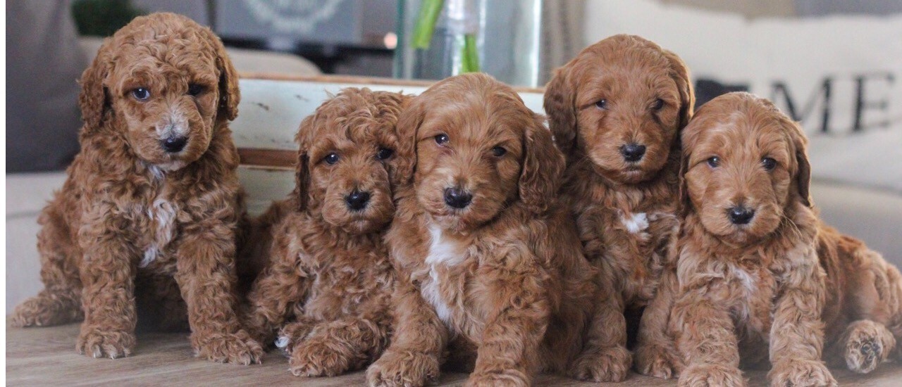 Are Goldendoodles Smart?